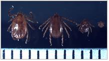작은소피참진드기암컷, 수컷, 약충, 유충 순서(눈금한칸: 1mm)