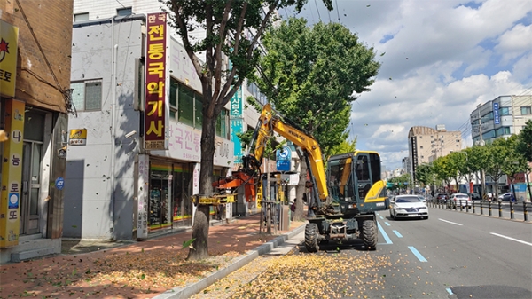 2019년 남구 암은행나무 열매제거 (사진 대구시)