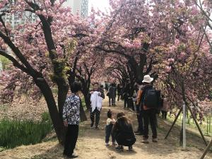 진분홍빛 왕겹벚꽃, 월곡역사공원에 활짝!